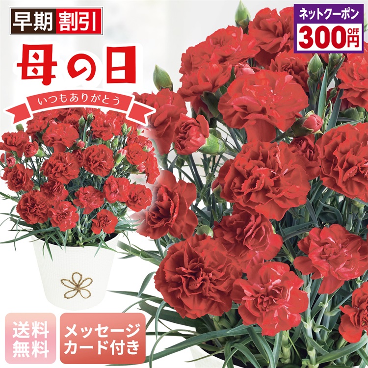 カーネーション（感謝の気持ち）