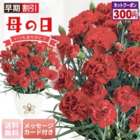 カーネーション（感謝の気持ち）