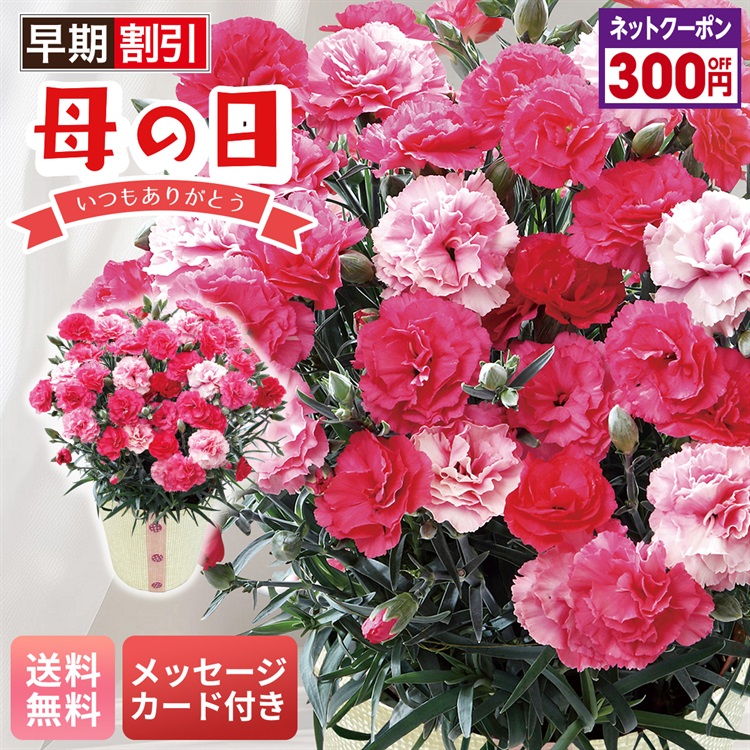 カーネーション（さくらもなか）