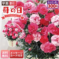 カーネーション（さくらもなか）