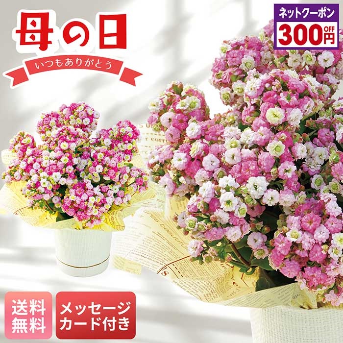 カランコエ（メイリーブーケ）