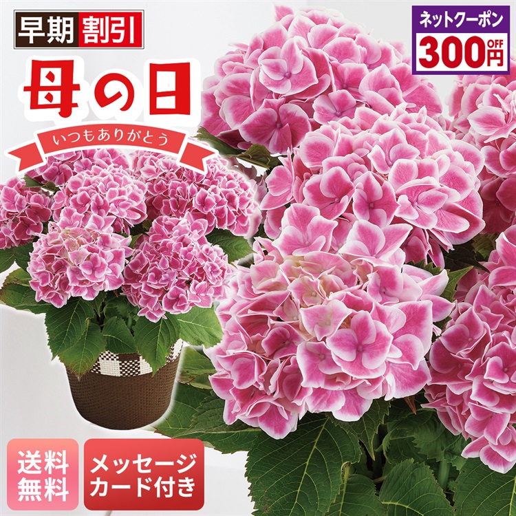 アジサイ（ファーストレディ）