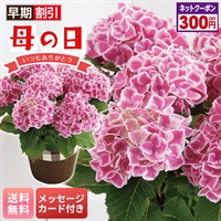 アジサイ（ファーストレディ）