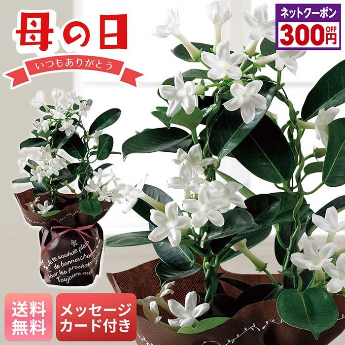 マダガスカルジャスミン