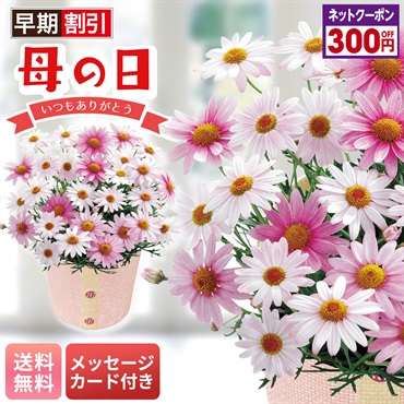 マーガレット（さくらべーる）