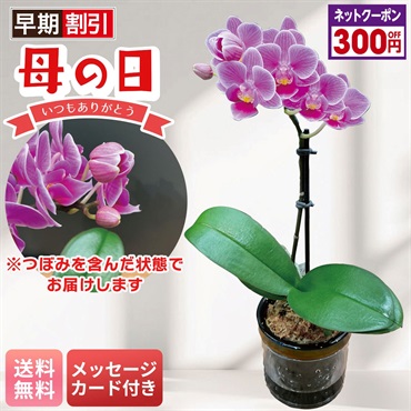 マイクロ胡蝶蘭（ピコ）