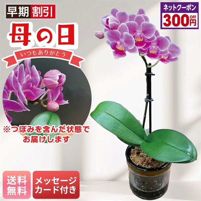 マイクロ胡蝶蘭（ピコ）