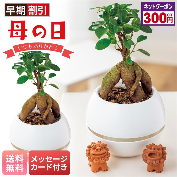 ガジュマル シーサー