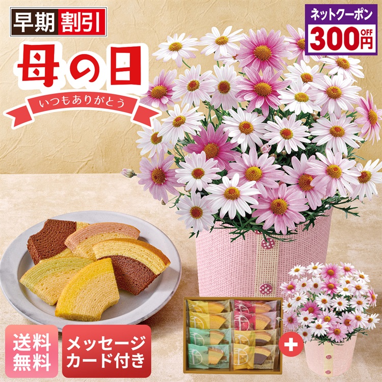 マーガレット（さくらべーる）と「銀座千疋屋」銀座フルーツクーヘン