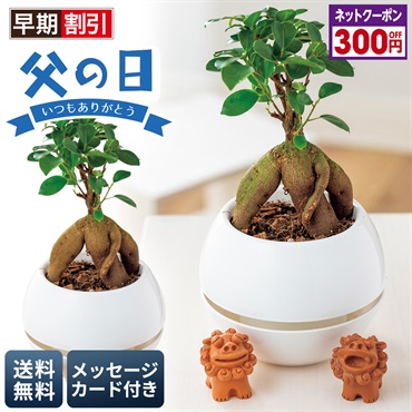 ガジュマル シーサー