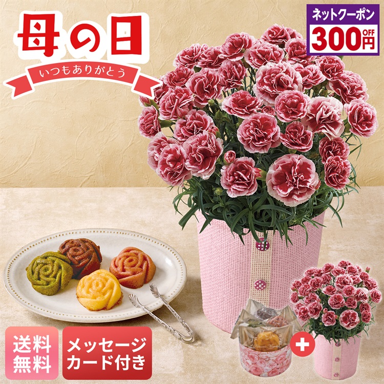 カーネーション（いちごホイップ）と「パティスリー モンシェール」エタニティーローズ