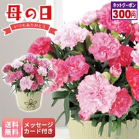 カーネーション（ホットハート）