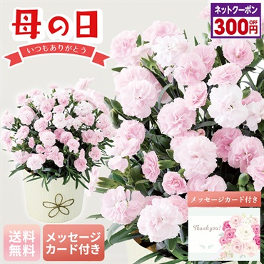 カーネーション（バンビーノ）