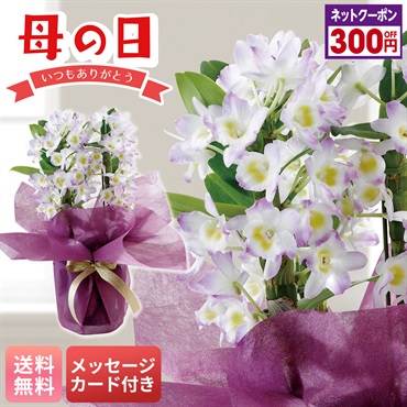 デンドロビウム（リセ）