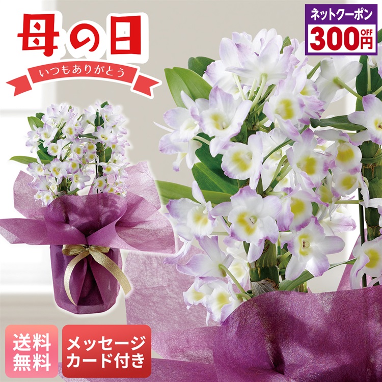 デンドロビウム（リセ）