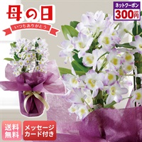 デンドロビウム（リセ）