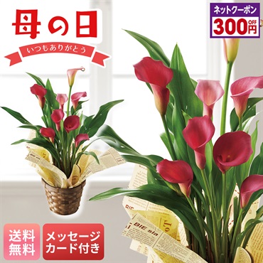 カラー（チェリーソルベ）