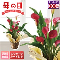 カラー（チェリーソルベ）