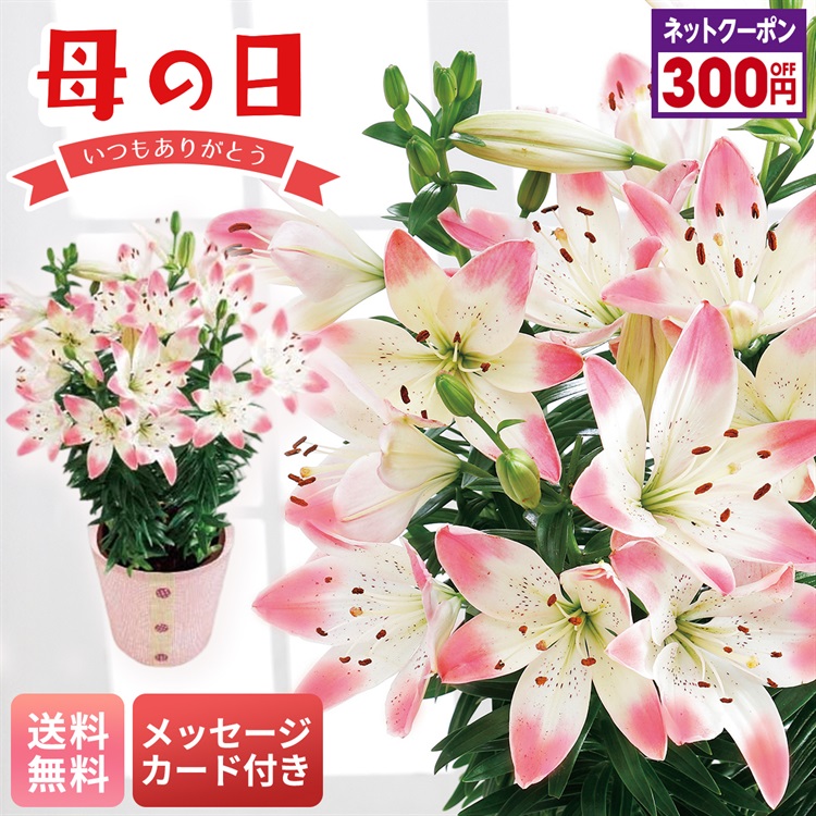 ユリ（シュガーラブ）