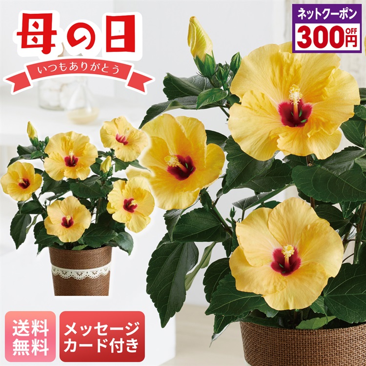 ハイビスカス（アドニスイエロー）｜ミニストップオンライン