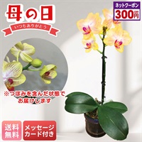 マイクロ胡蝶蘭（ゴールドベイビー）