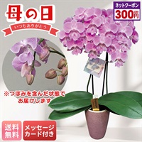 胡蝶蘭（ビックリップキティ）