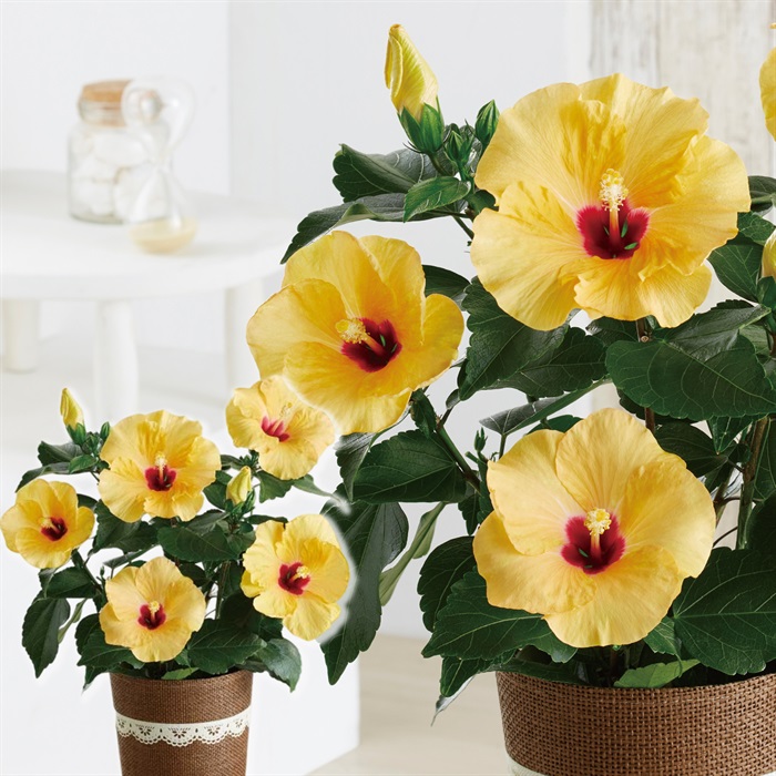 ハイビスカス（アドニスイエロー）｜ミニストップオンライン