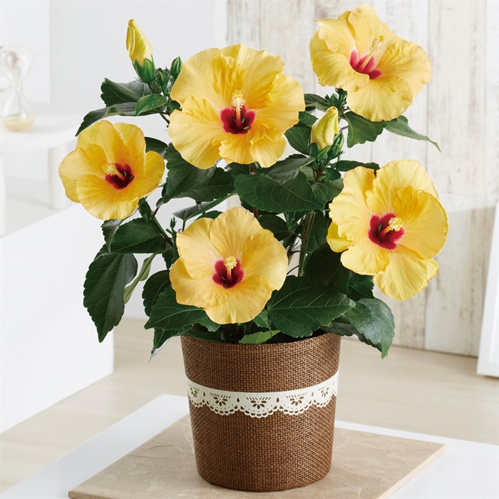 ハイビスカス（アドニスイエロー）｜ミニストップオンライン