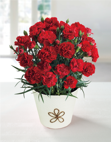 カーネーション（感謝の気持ち）