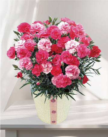 カーネーション（さくらもなか）