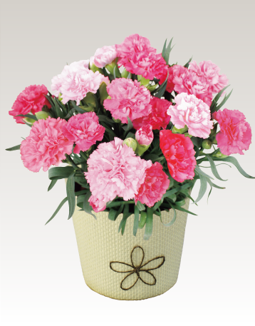 カーネーション（ホットハート）