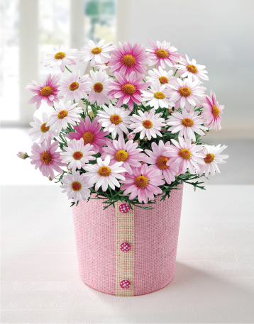 マーガレット（さくらべーる）