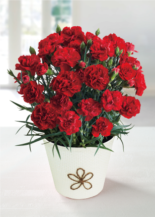 カーネーション（感謝の気持ち）