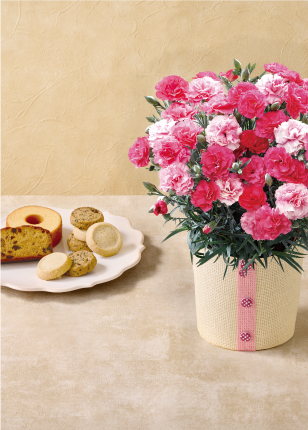 カーネーション（さくらもなか）と「パティスリー キハチ」アソートBOX