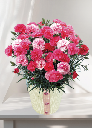 カーネーション（さくらもなか）