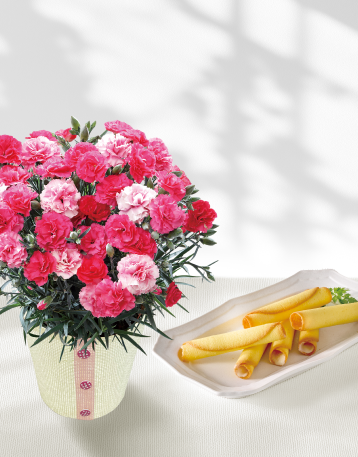 カーネーション（さくらもなか）とOIMO MERCI ラングドロール